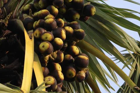 Sugar palm Foto stock