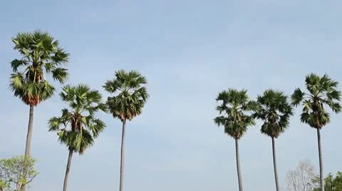 Sugar palm tree with blue sky 库存影片 10731793