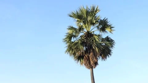 Sugar Palm Tree With Blue Sky Stock Footage 101694437