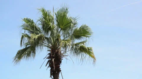 Sugar palm tree Stock Footage 26319496