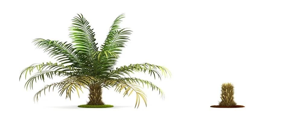 Sugar palm tree. Stock Illustration