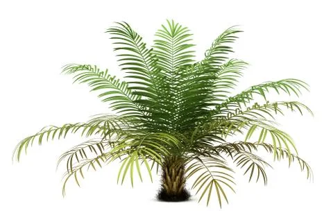 Sugar palm tree isolated on white background Stock Illustration