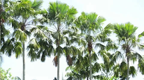Sugar palm tree in the line Stock Footage 26319489