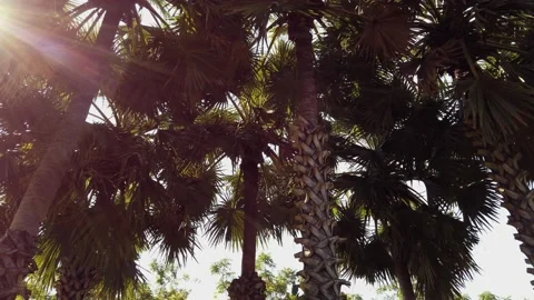 Sugar Palm Tree in Park with Sunlight Background. Stock Footage 134011389