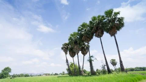 Sugar palm tree Stock Photos