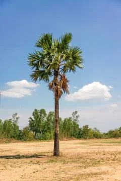 Sugar palm tree Stock Photos