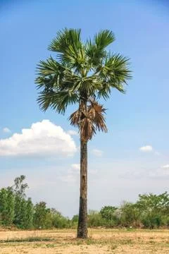 Sugar palm tree Stock Photos