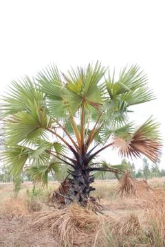 Sugar palm tree Stock Photos