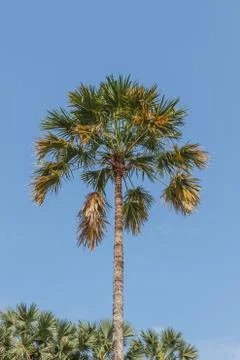 Sugar palm tree Stock Photos