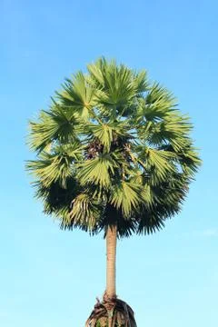 Sugar palm tree Stock Photos