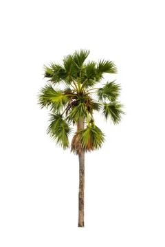 Sugar palm tree Stock Photos