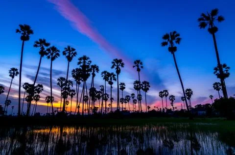 Sugar palm tree Stock Photos