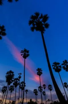 Sugar palm tree Stock-Fotos