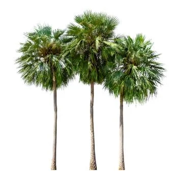 Sugar palm tree Stock Photos