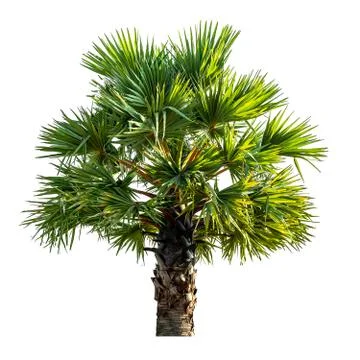 Sugar palm tree Stock Photos