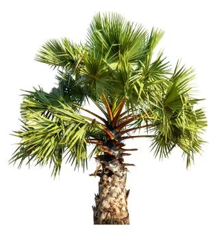 Sugar palm tree Stock Photos