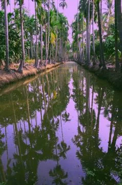 Sugar palm tree reflection shadow in garden plot Stock Photos