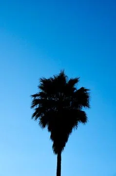 Sugar Palm Tree Shadow Isolated in Blue Sky Foto stock