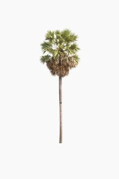 Sugar palm tree on a white background. Stock Photos