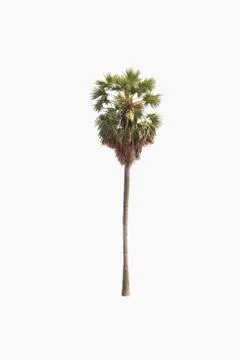 Sugar palm tree on a white background. Stock Photos