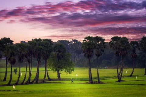 Sugar Palm trees and rice fields in the beautiful morning, Phetchaburi, Thail Stock Photos