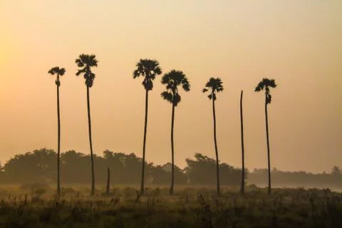 Sugar palm trees Stock Photos