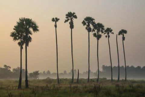 Sugar palm trees Stock Photos