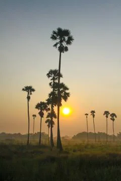 Sugar palm trees Stock Photos