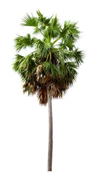 Sugar palm, white background Stock Photos
