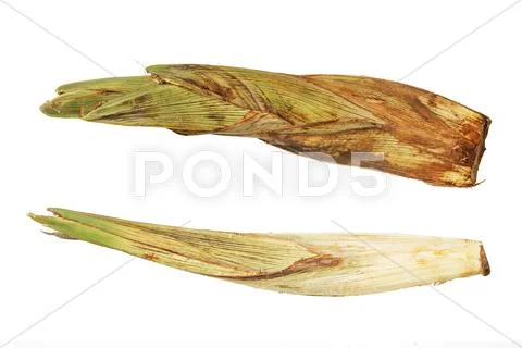 Sugar palm young flower isolated,asian palmyra palm,toddy palm,cambodian palm Stock Photos