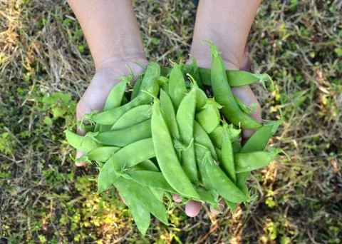 Sugar pea on hand Foto stock