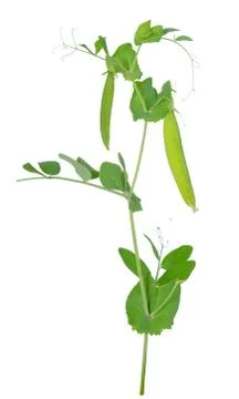 Sugar pea pod Stock Photos
