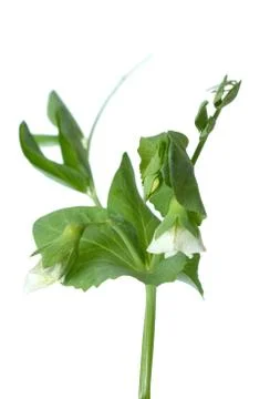 Sugar pea pod Stock Photos
