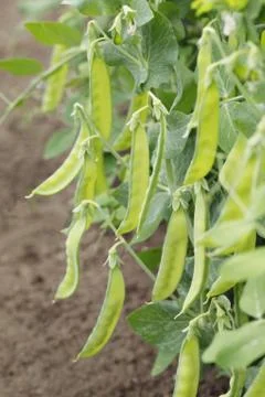 Sugar peas Stock Photos