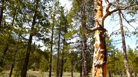 Sugar Pines with Dead Tree Vídeos de archivo 38841621