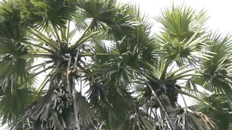 Sugar plam Stock Footage 130767865