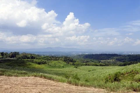 Sugar Plan Stock Photos