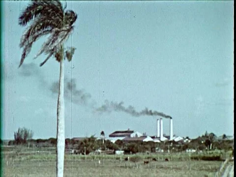 Sugar is processed and pineapples and tobacco are harvested in Cuba Stock Footage 74737049