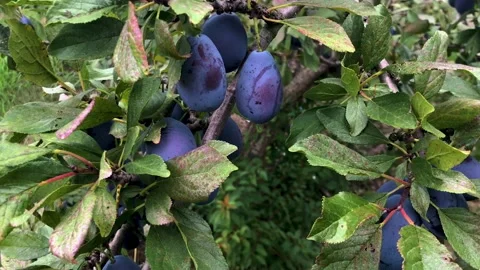 Sugar Prune Plum Tree 動画素材 252149595