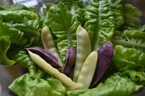 Sugar snap peas in different colours on a salad bed Stock Photos