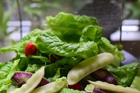 Sugar snap peas in different colours on a salad bed Stock Photos