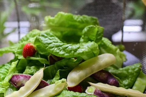 Sugar snap peas in different colours on a salad bed Stock Photos