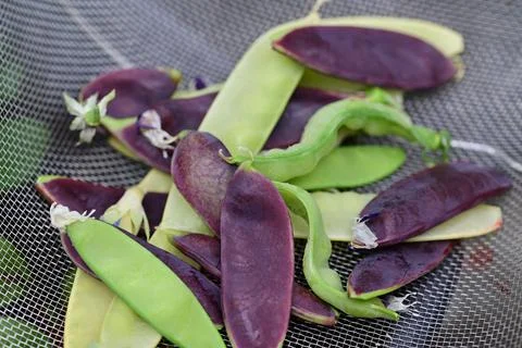 Sugar snap peas in three different colours Stock Photos