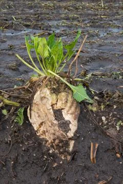 Sugarbeet left on a field, gnawed by mice or rabbits Foto stock