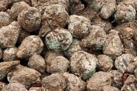 Sugarbeet Stock Photos