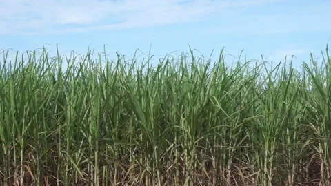 Sugarcane 1 Stock Footage 227802457
