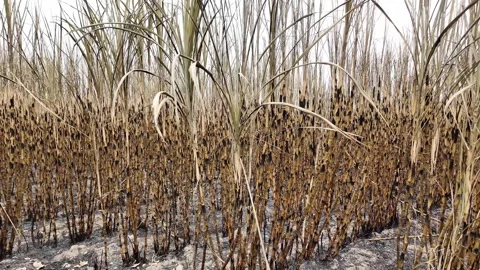 Sugarcane After the burning of cane fields Stock Footage 264722580
