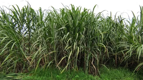Sugarcane agriculture Stock Footage 197245391