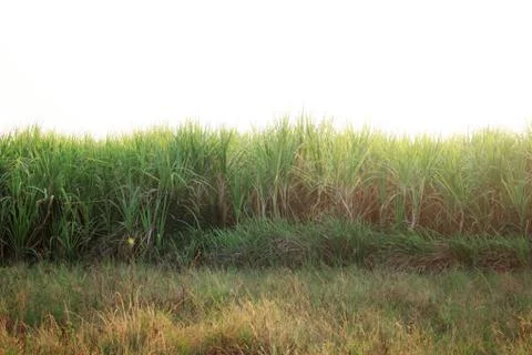 Sugarcane and grass in fields. Foto stock