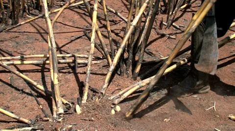 Sugarcane being cut Stock Footage 37841035